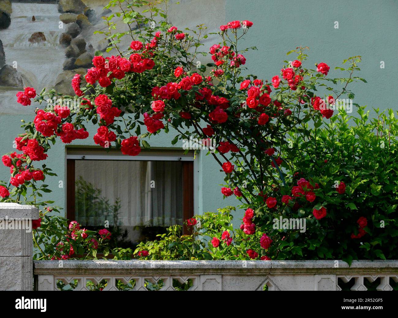 Rose rampicanti rosse fiorite in casa, rosone Foto Stock