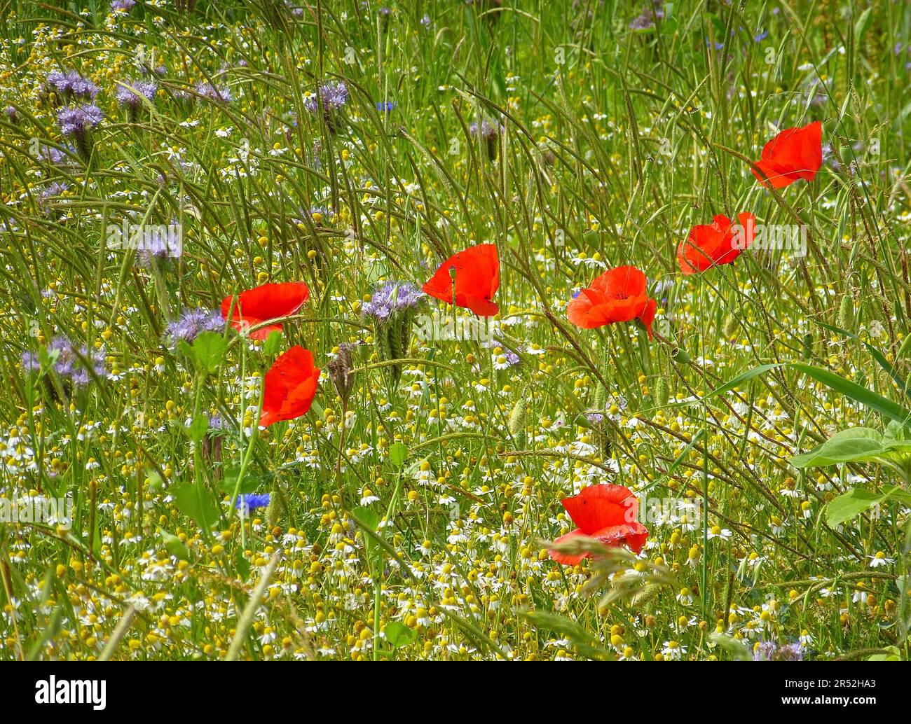 Papavero pettegolezzo (phacelia) e camomilla fioritura in campo, papavero pettegolezzo fioritura con camomilla e phacelia Foto Stock