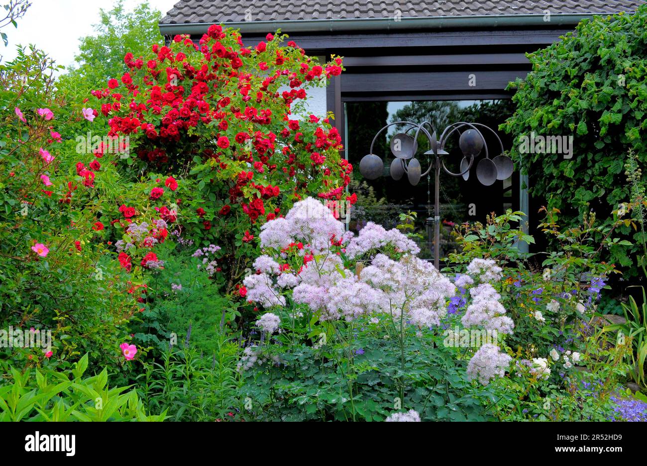 Rose rampicanti rosse in casa Foto Stock