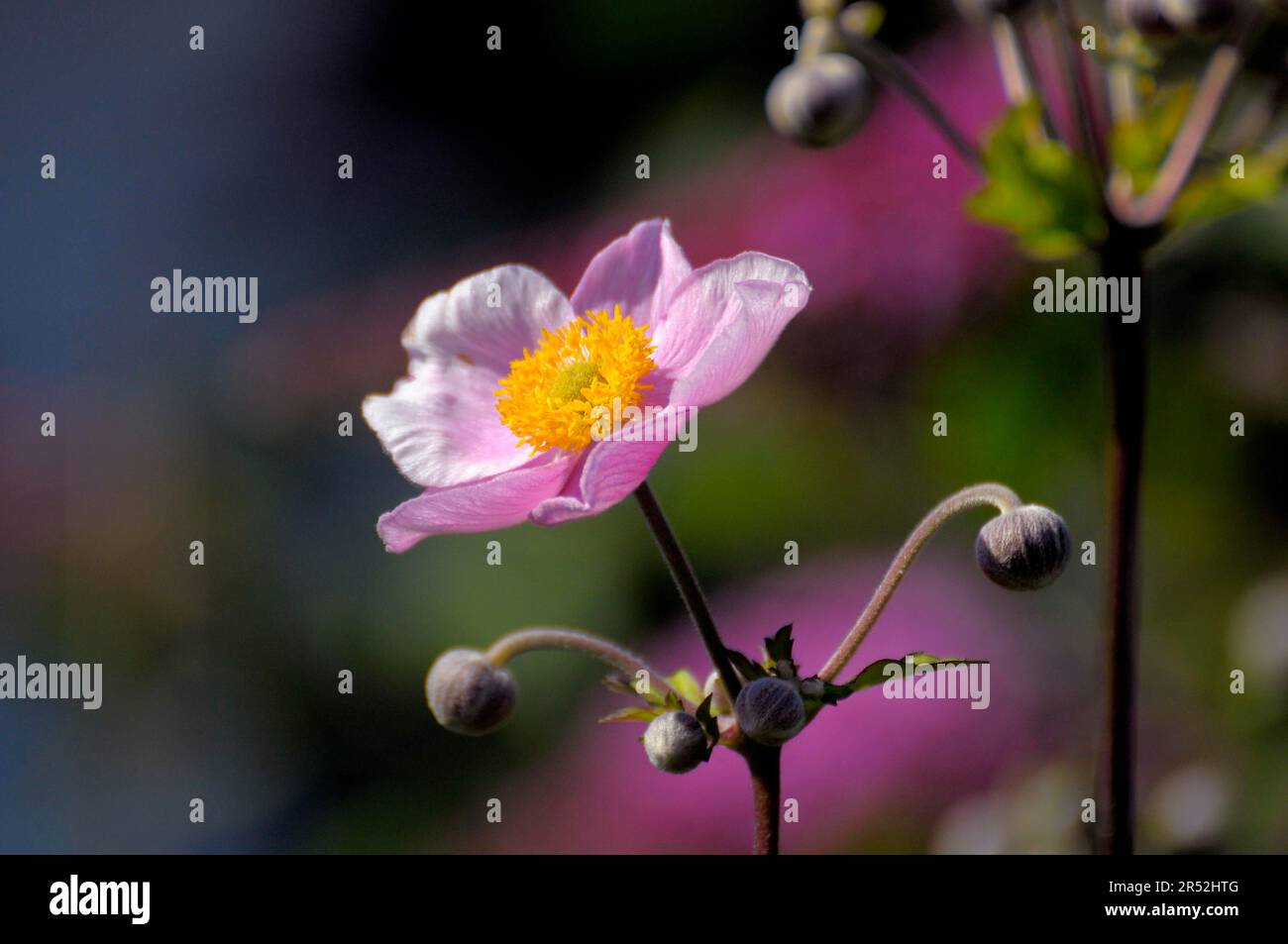 Anemone giapponese rosa fioritura nel giardino Foto Stock