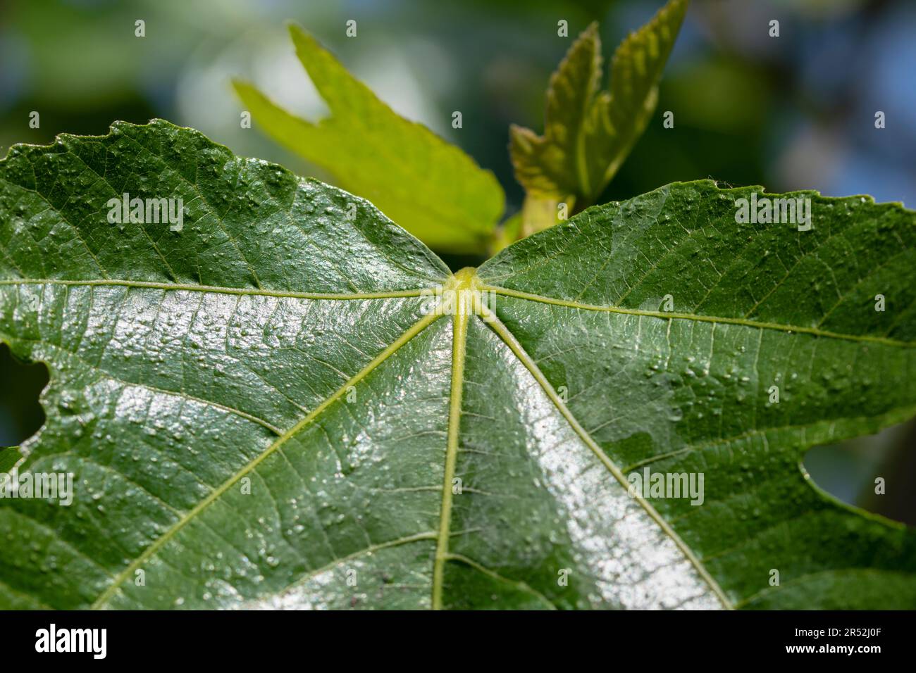 Primo piano foglia su Un albero di fico ad Amsterdam Paesi Bassi 27-5-2023 Foto Stock