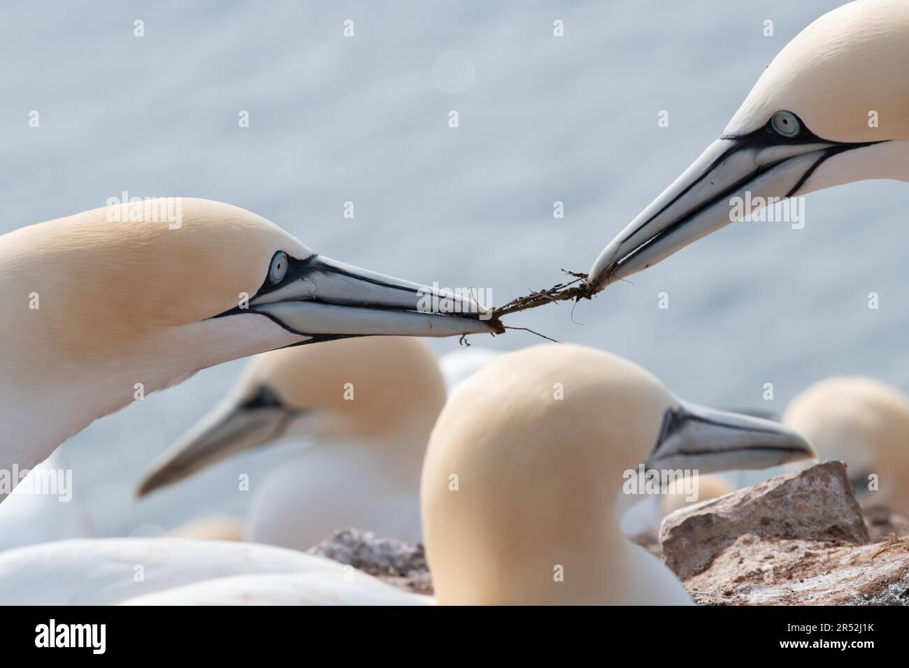 Gannet settentrionale (Morus fagianus), due animali che combattono contro il materiale di nidificazione, Helgoland, Schleswig-Holstein, Germania Foto Stock