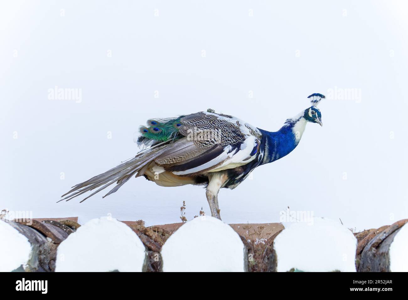 Pavone su un tetto con sfondo bianco e spazio copia Foto Stock