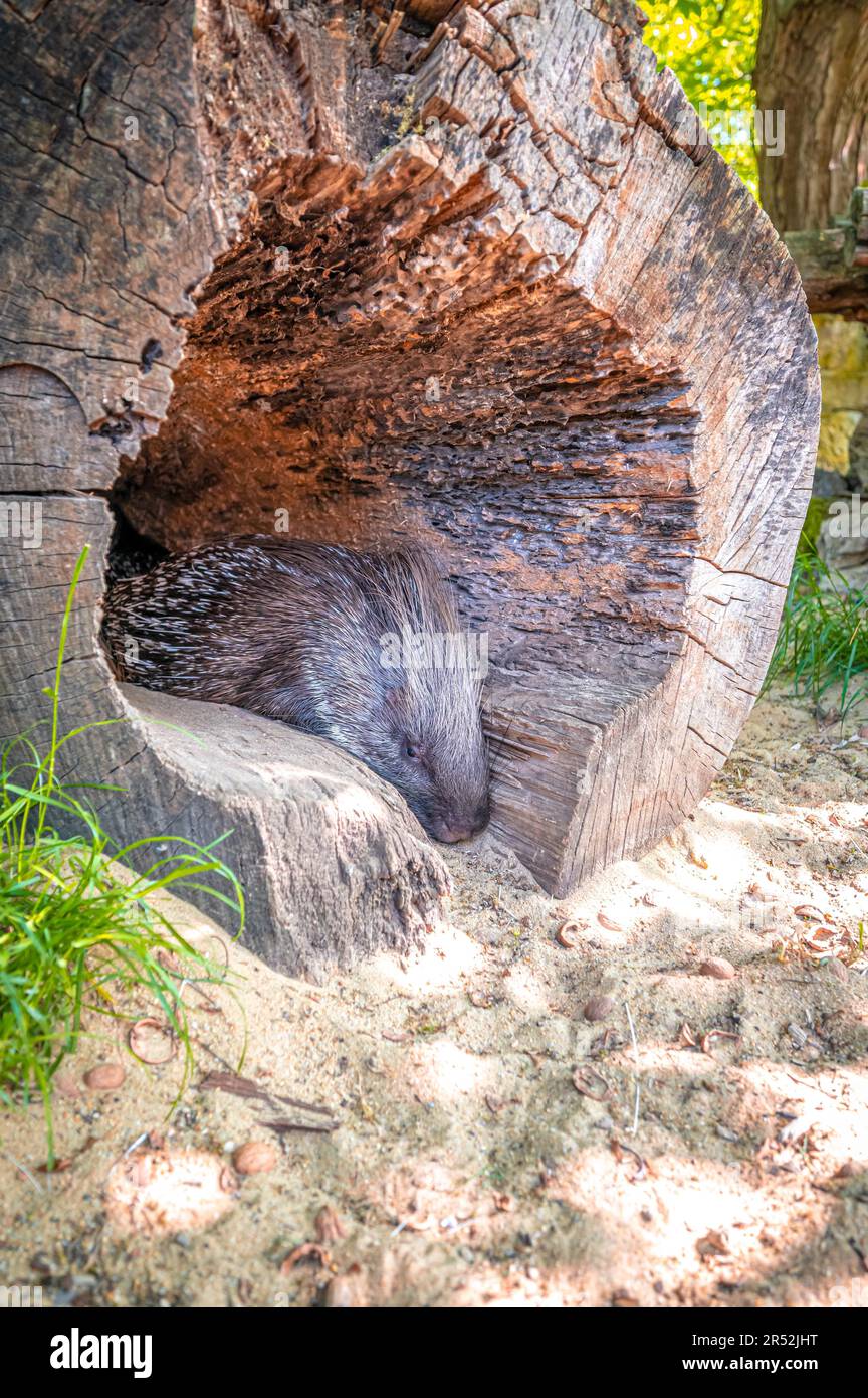 Porcupina del vecchio mondo (Hystricidae) sdraiata e addormentata in un tronco di albero scavato, Eisenberg, Turingia, Germania Foto Stock