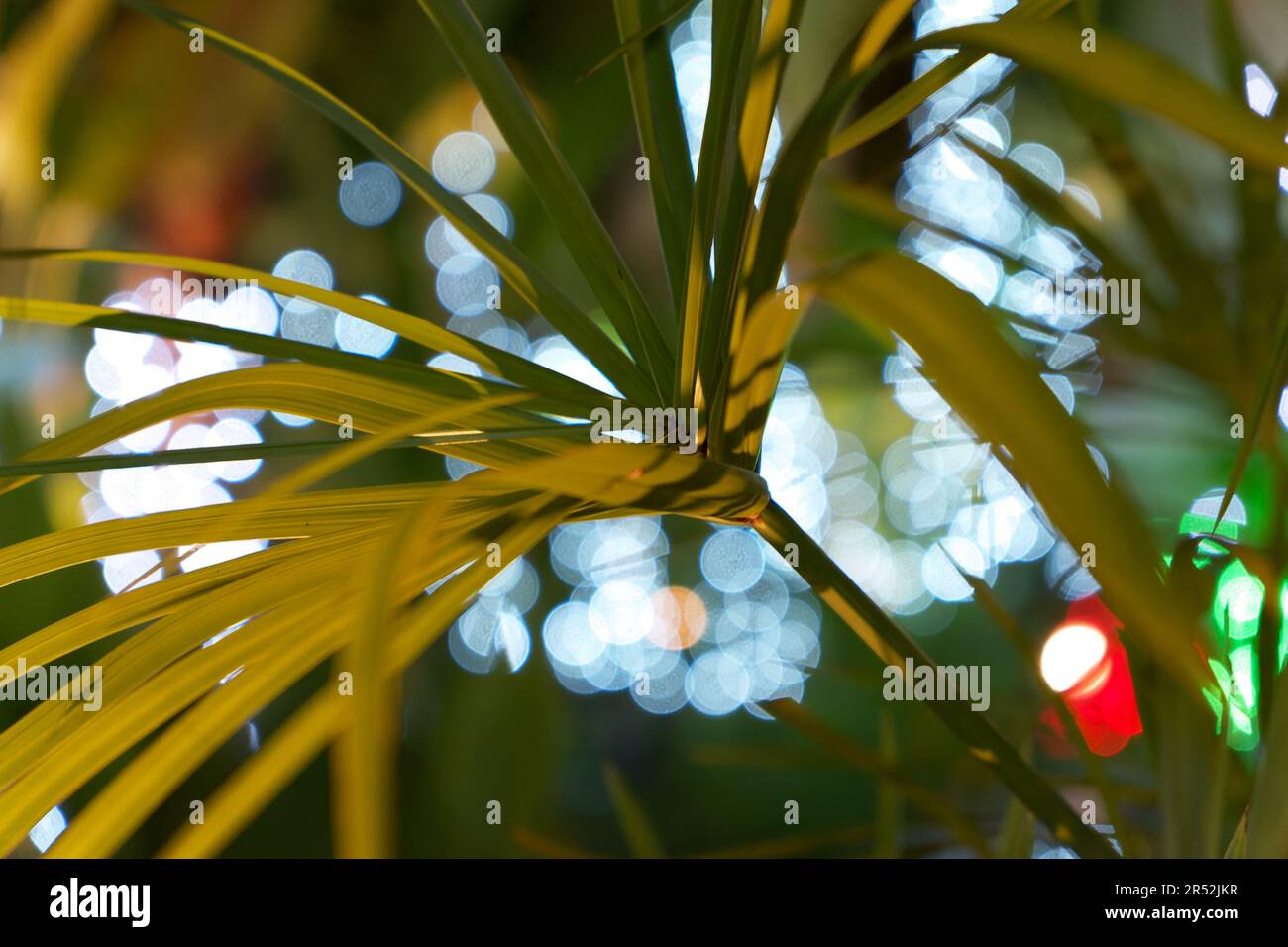 Primo piano delle foglie di palma su uno sfondo notturno sfocato. Foto Stock