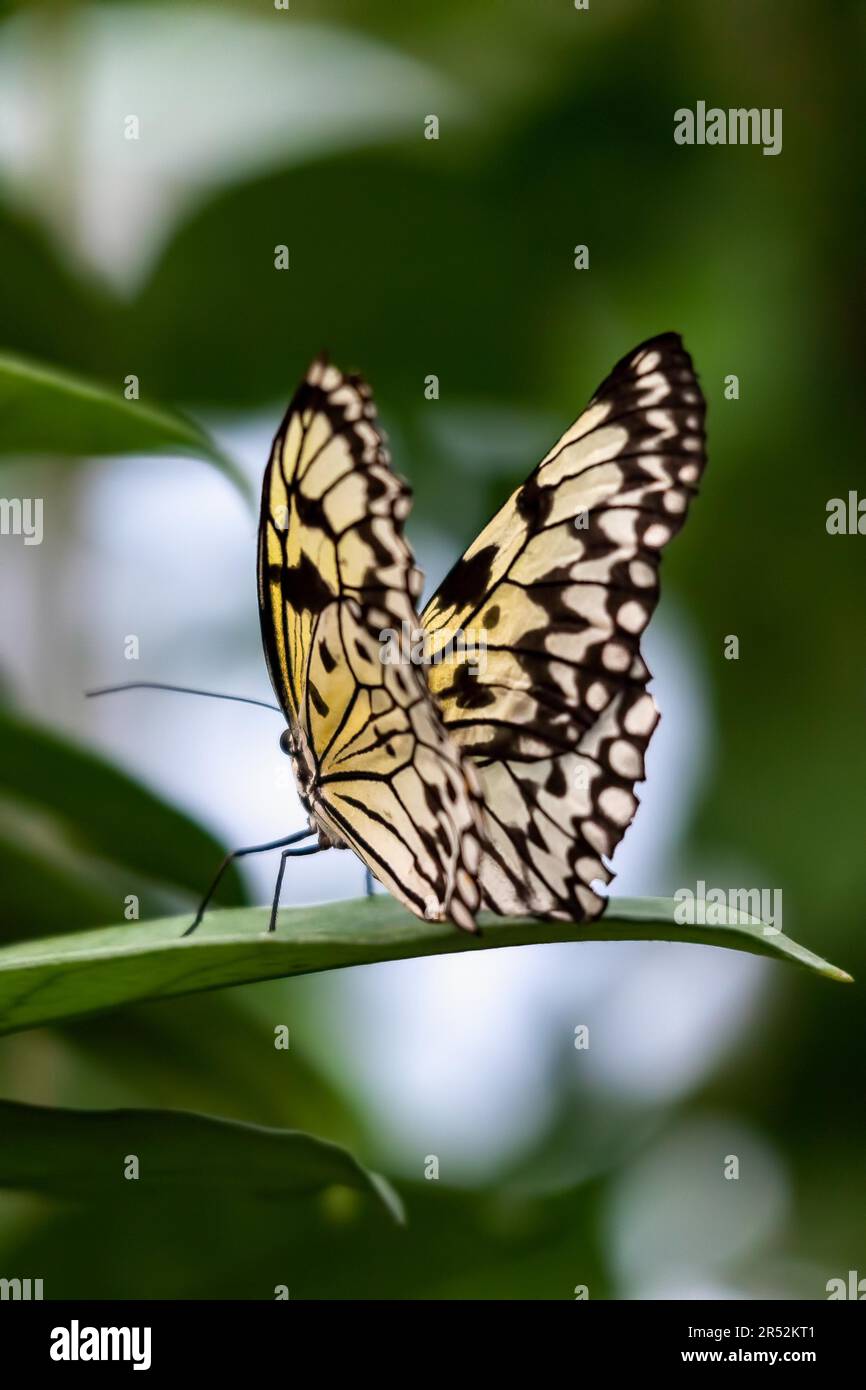 527889_6