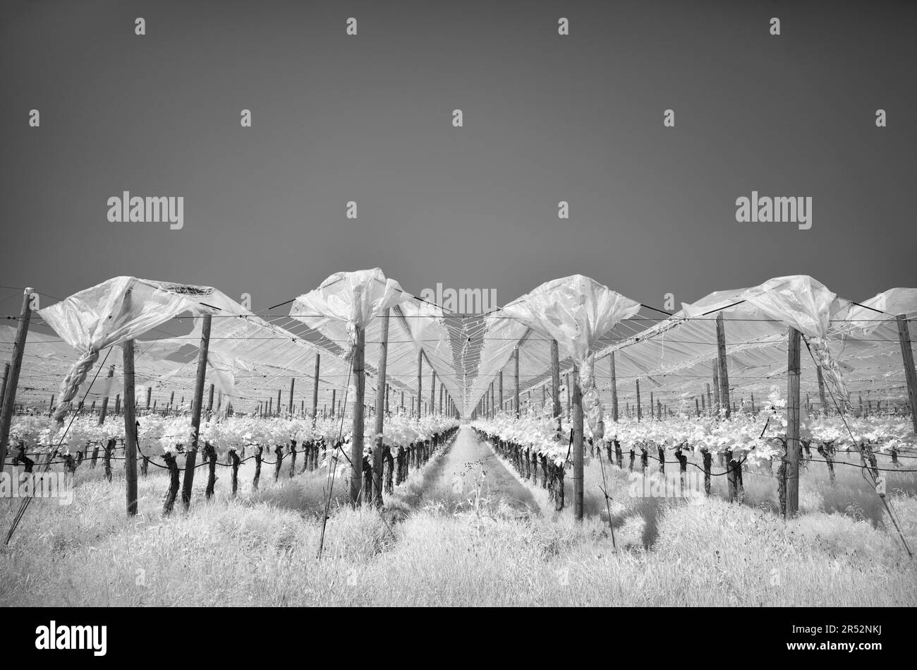 Vitigni protetti da film, viticoltura, immagine infrarossa, Stoccarda, Baden-Wuerttemberg, Germania Foto Stock