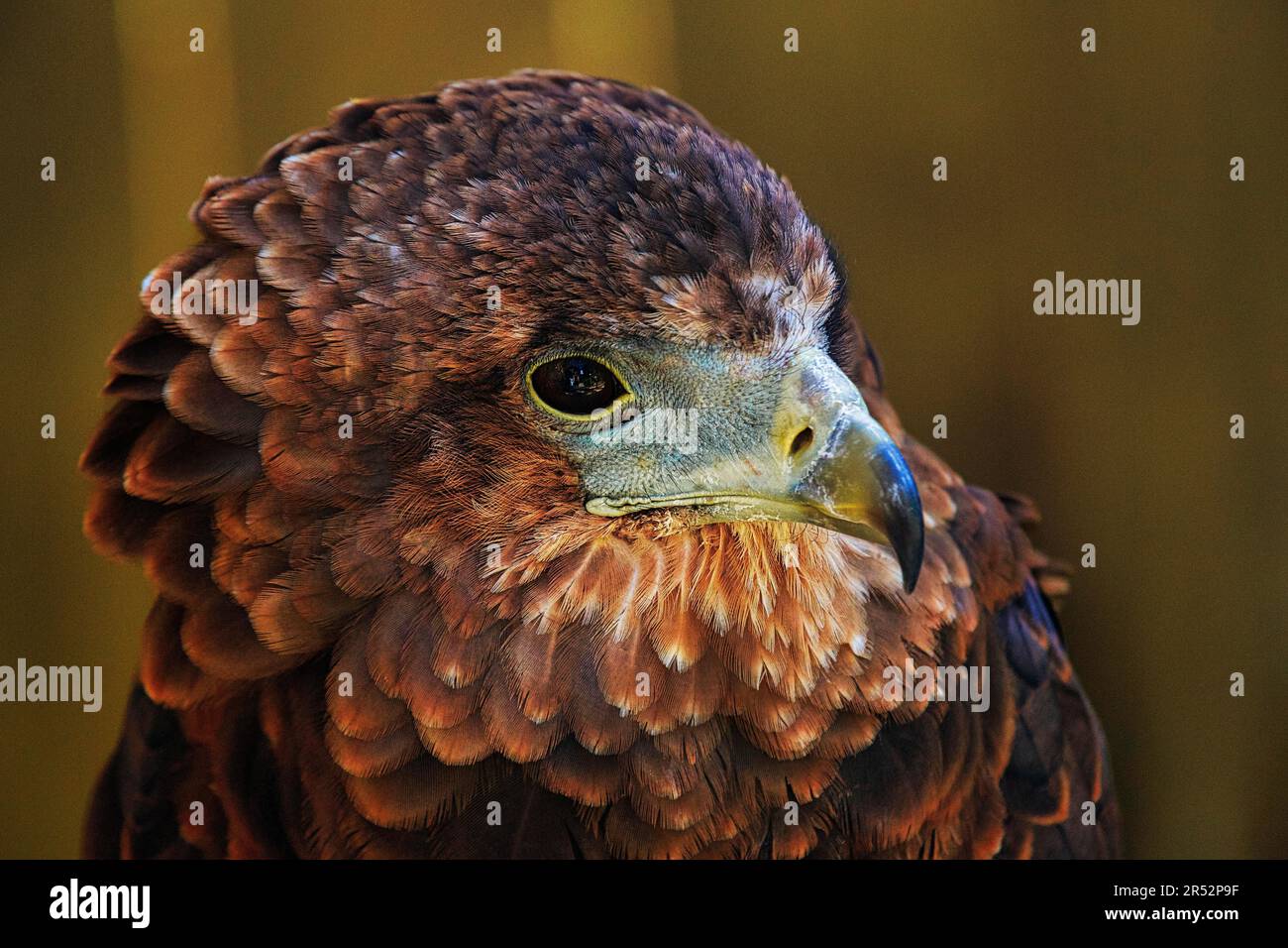 Bateleur (Terathopius ecaudatus), giovane, maschio, prigioniero, ritratto, Inghilterra, Gran Bretagna Foto Stock