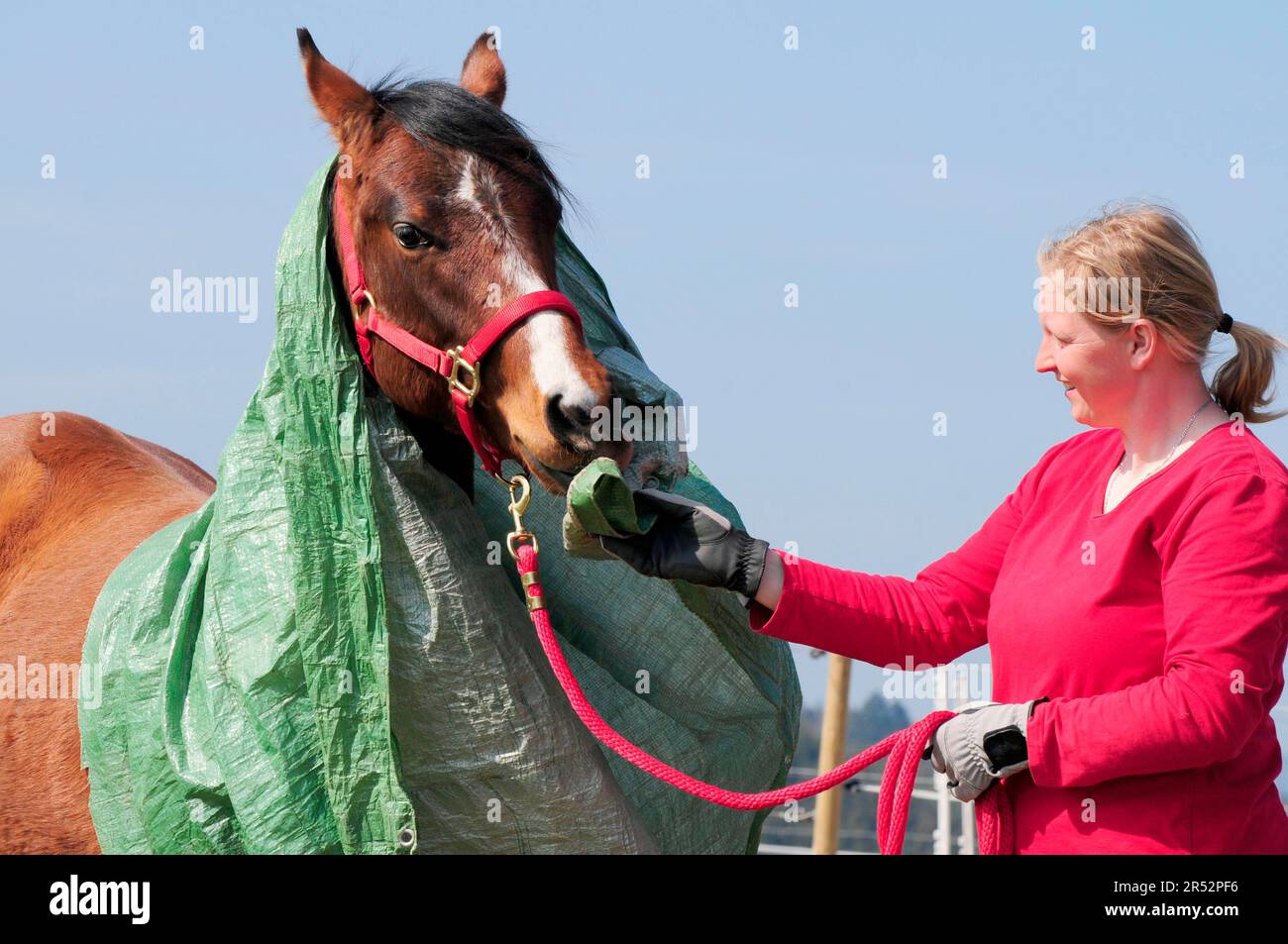 Allenatore con American Quarter Horse, stallone giovane, allenamento di base, tarpe di plastica, stallone giovane, stallone, timido Foto Stock