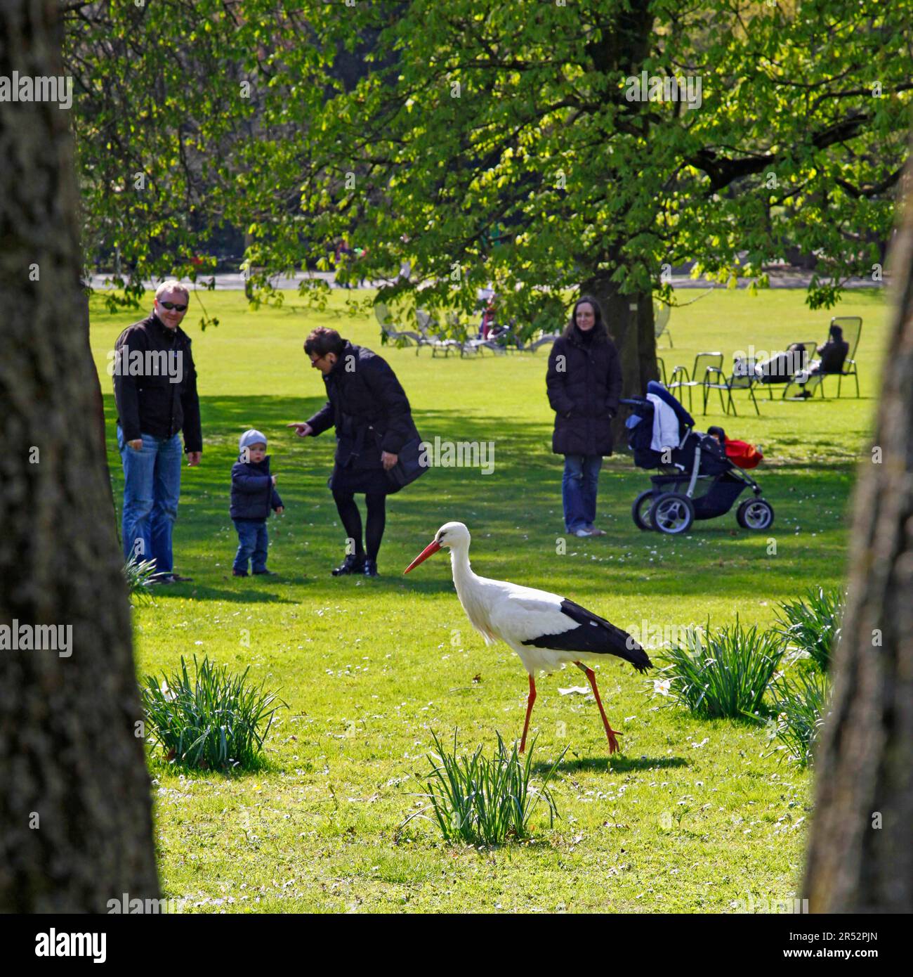 Visitatori e cicogna bianca (Ciconia ciconia), Luisenpark, Mannheim, Baden-Wuerttemberg, Germania Foto Stock