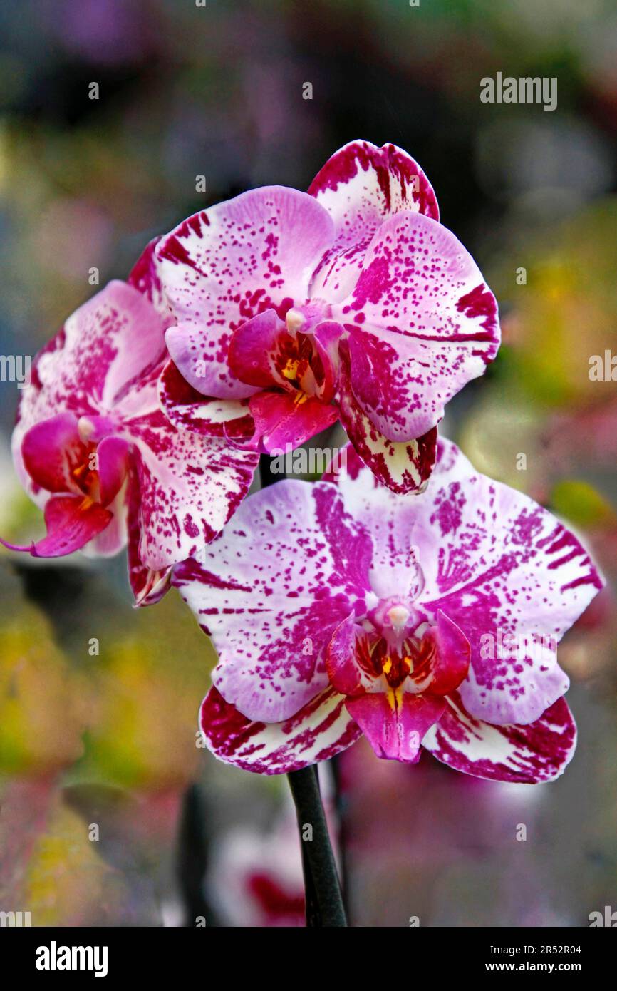 Orchidea (Phalaenopsis Hybrid) Foto Stock