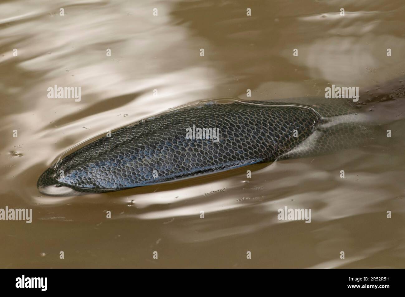 Castoro europeo (fibra di Castor), coda, Rosenheim, Baviera, Germania Foto Stock