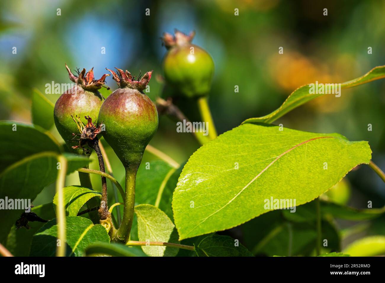 malattie di frutta di pera. Pesti e malattie di alberi da frutto Foto Stock