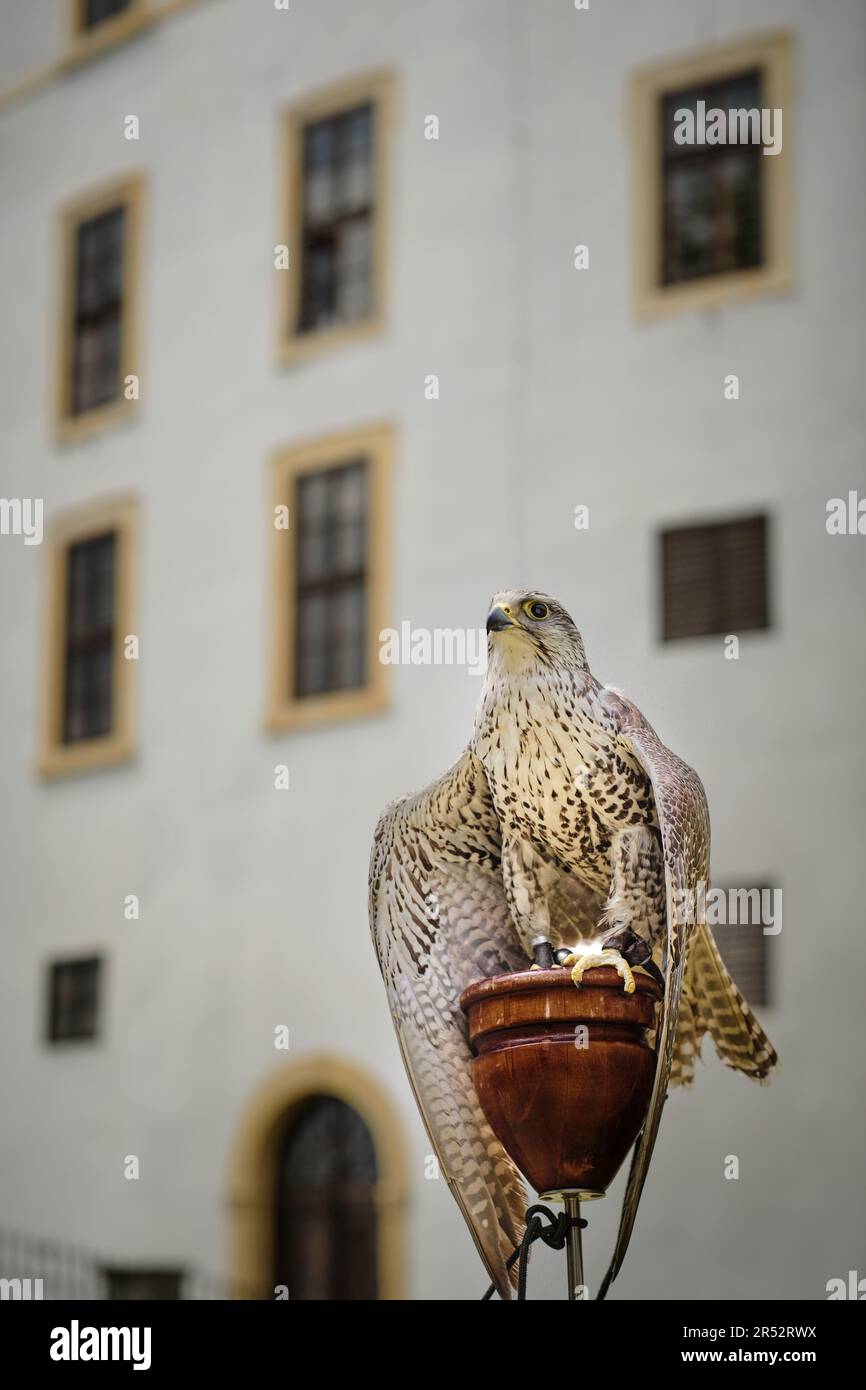 Addestrato addomesticato grande cattività saker falco (falco cherrug) uccello esposto in città festeggiamenti presso il castello. Uccello veloce e potente per la caccia alla falconeria. Foto Stock