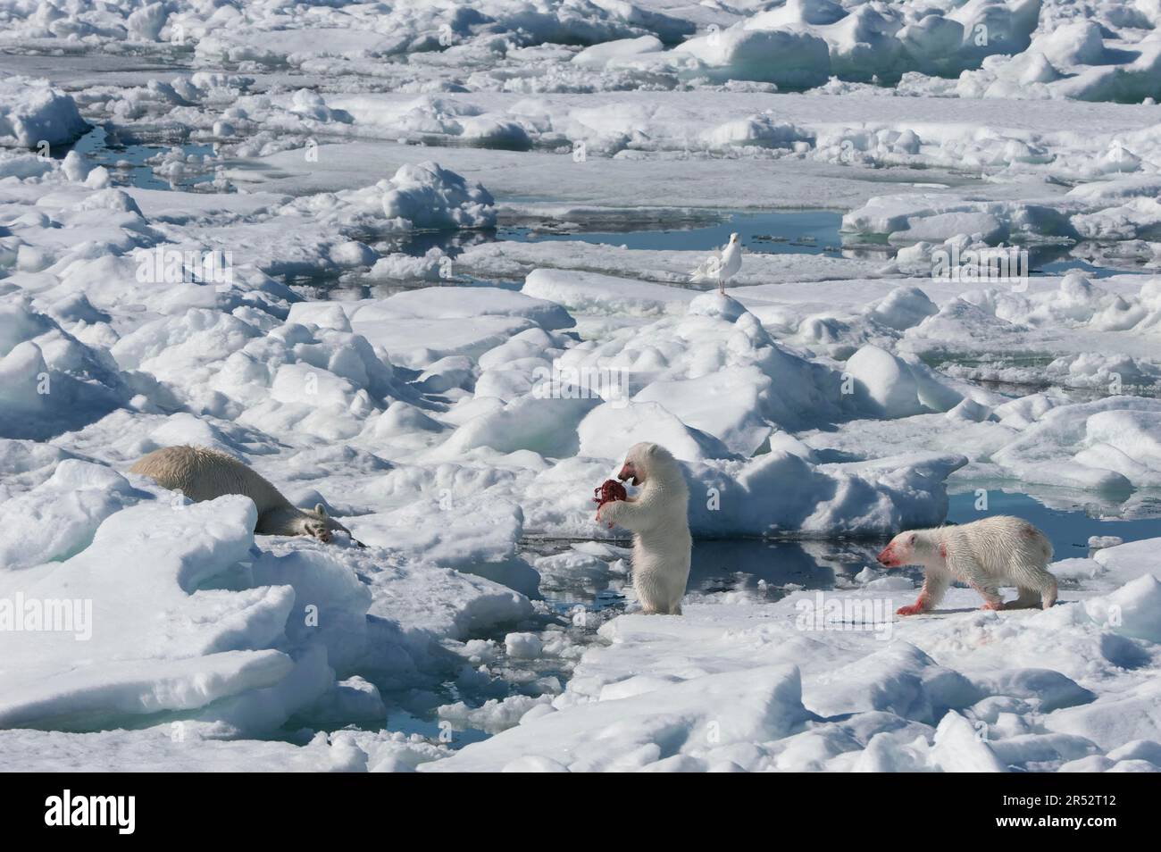 Orso polare (Thalassartos maritimus), femmina e cubetti, con carcassa di foca ad anello previata (Phoca hispida), Spitsbergen, Arcipelago Svalbard, Barents Foto Stock