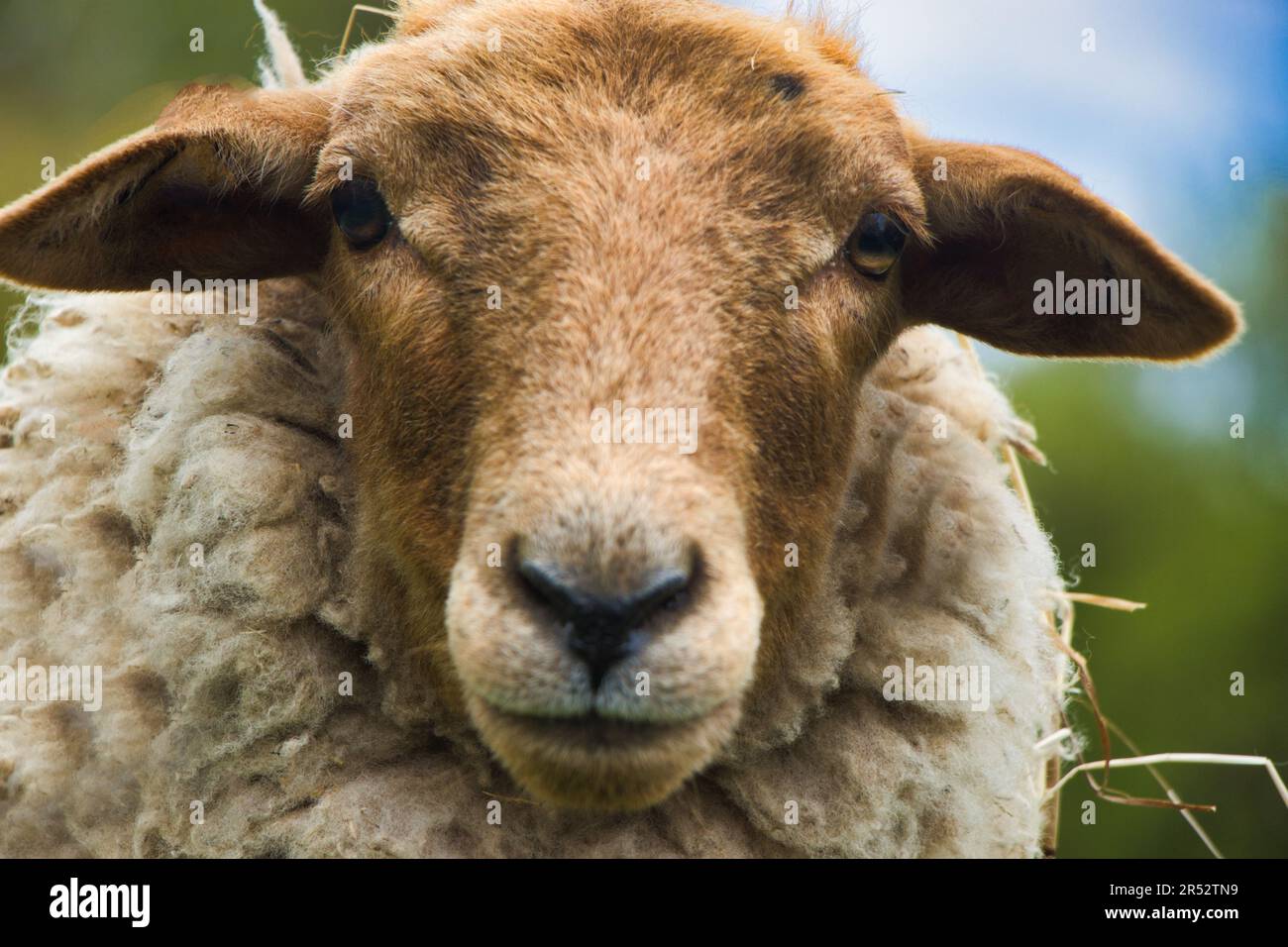 Ritratto di una giovane bella pecora sulla diga in primavera Foto Stock