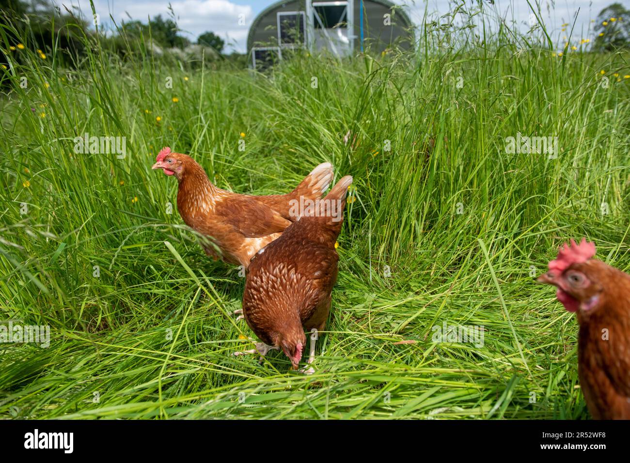 L'anatre Hill Farm è una fattoria di uova a Northwood, vicino a Londra, che vende le uova tramite un distributore automatico. Foto Stock