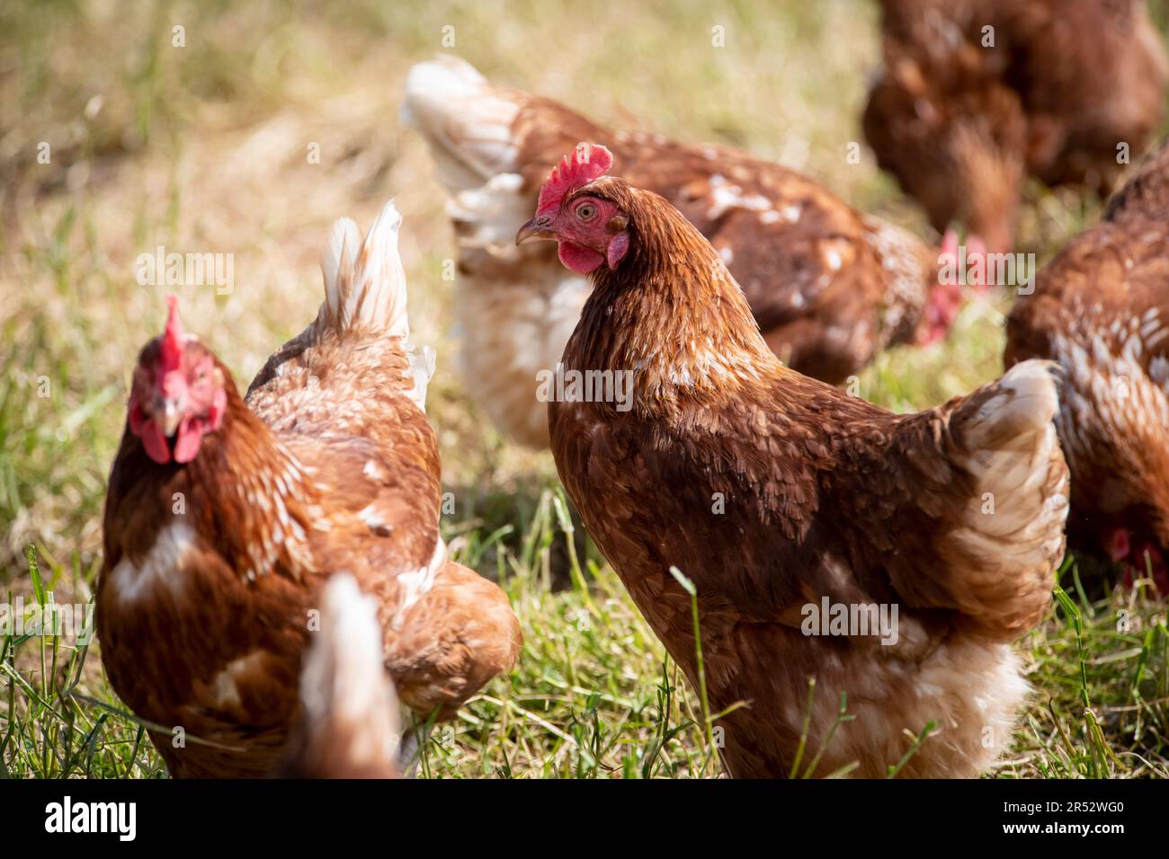 L'anatre Hill Farm è una fattoria di uova a Northwood, vicino a Londra, che vende le uova tramite un distributore automatico. Foto Stock