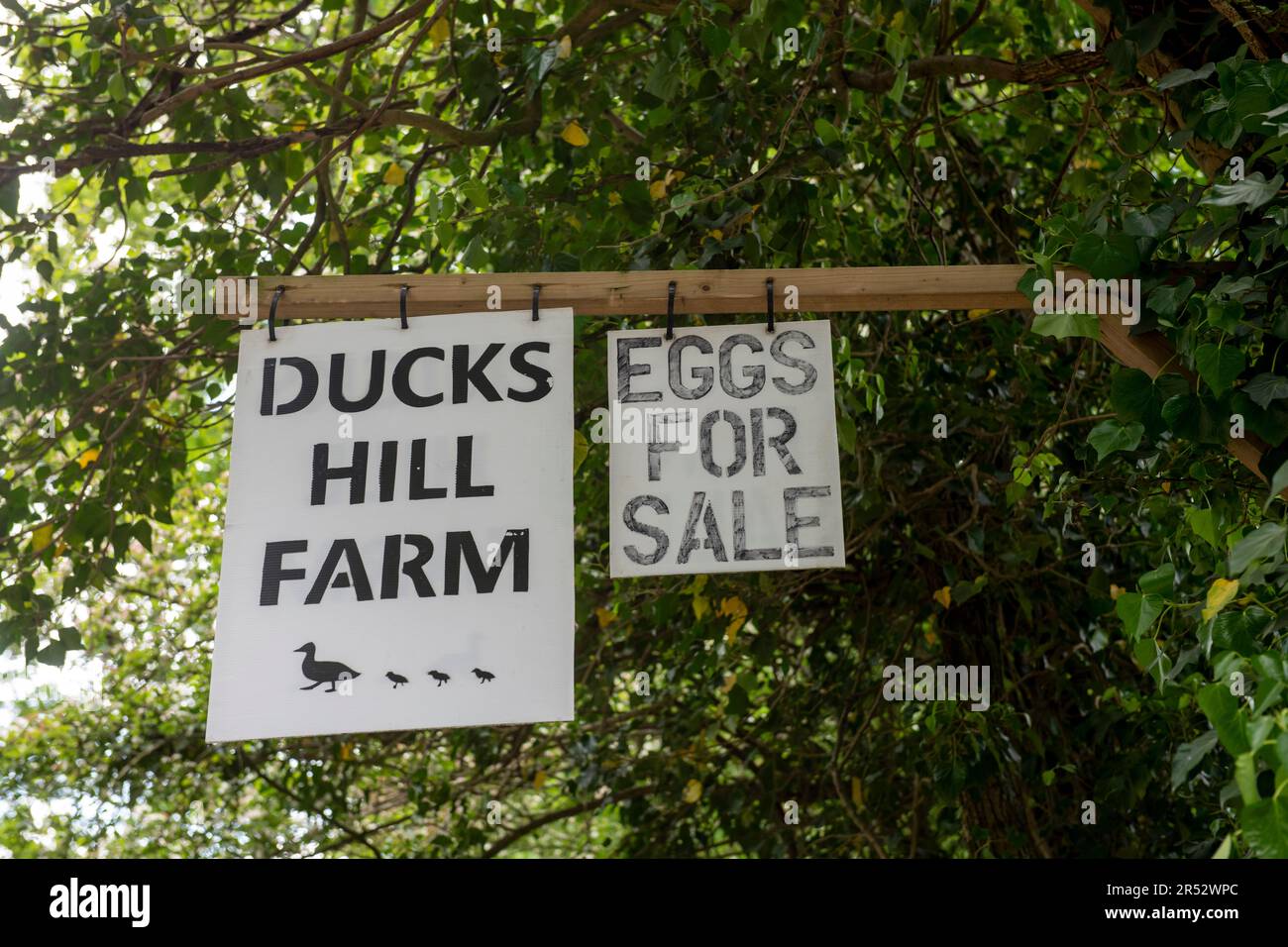 L'anatre Hill Farm è una fattoria di uova a Northwood, vicino a Londra, che vende le uova tramite un distributore automatico. Foto Stock