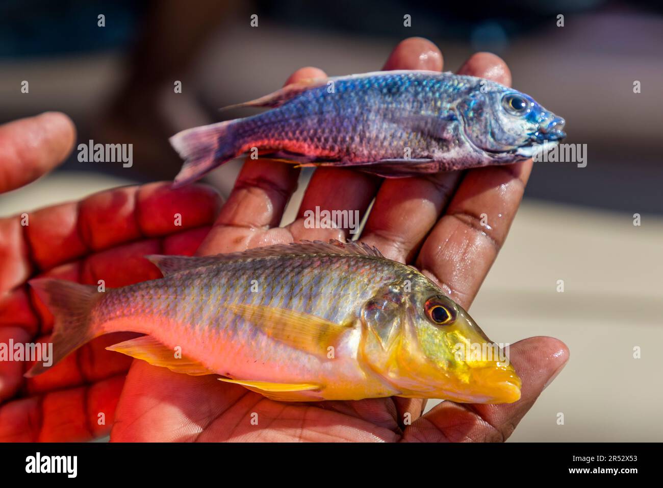 Due pesci d'acqua dolce della famiglia dei cichlidi, catturati da un pescatore dalla sua canoa, giacciono in una mano sul lago Malawi vicino a Kasankha, Malawi – casa di 350 specie endemiche di cichlidi. Le aquile di fiume africane (Haliaeetus vocifer) sono attratte dal lago dal pesce appena catturato. Foto Stock