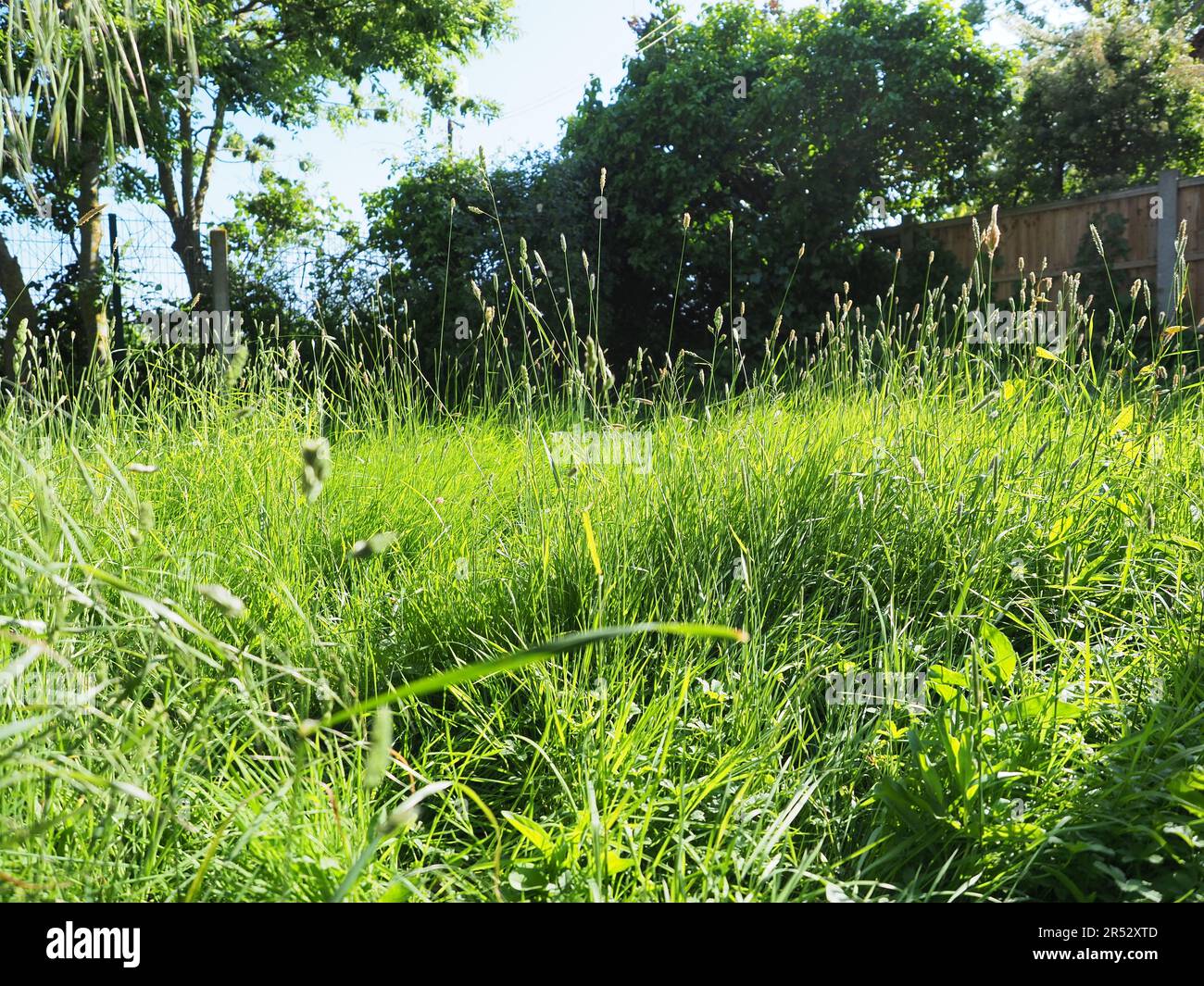 Sheerness, Kent, Regno Unito. 31st maggio, 2023. Un giardino in Sheerness, Kent è stato lasciato per andare 'selvaggio' come parte della campagna No Mow May. Lasciare che i giardini si scatenino può avere un impatto positivo sull'ambiente e sull'ecosistema locale, contribuendo a sostenere vari insetti e fauna selvatica. Credit: James Bell/Alamy Live News Foto Stock
