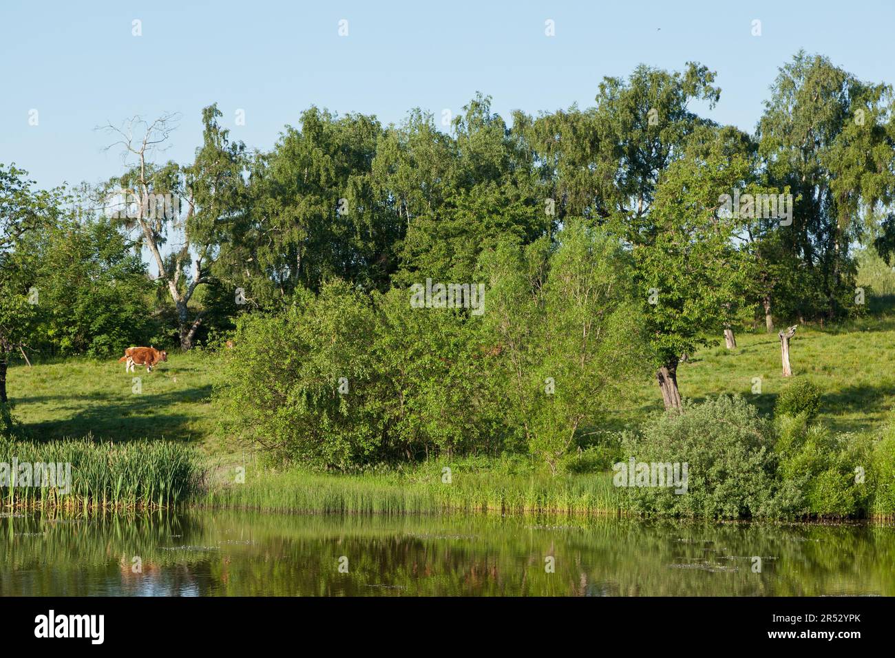 Allevamento di animali al lago Foto Stock