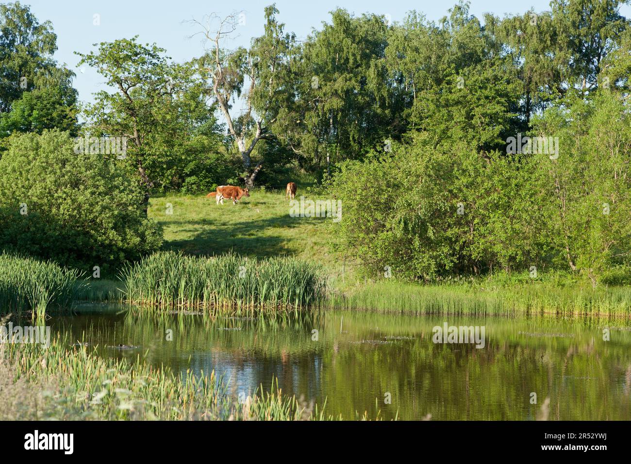 Allevamento di animali al lago Foto Stock