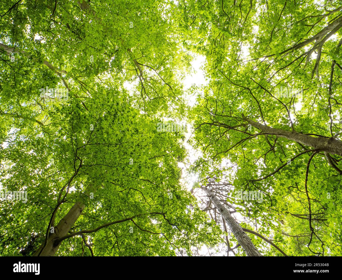 Vista guardando gli alberi, Balmore Walk, Caversham, Reading, Berkshire, Inghilterra, Regno Unito, GB. Foto Stock