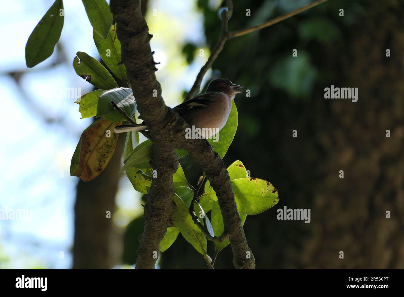 chaffinch cantato su un ramo Foto Stock