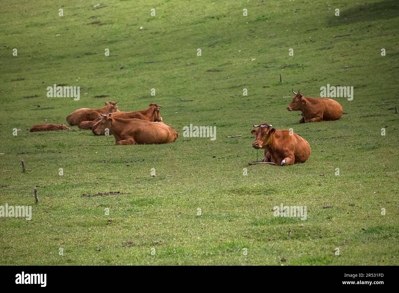Vista delle mucche che si trovano in pascolo erba, bestiame bovino, Madeira Island Farmland, Portogallo... Foto Stock
