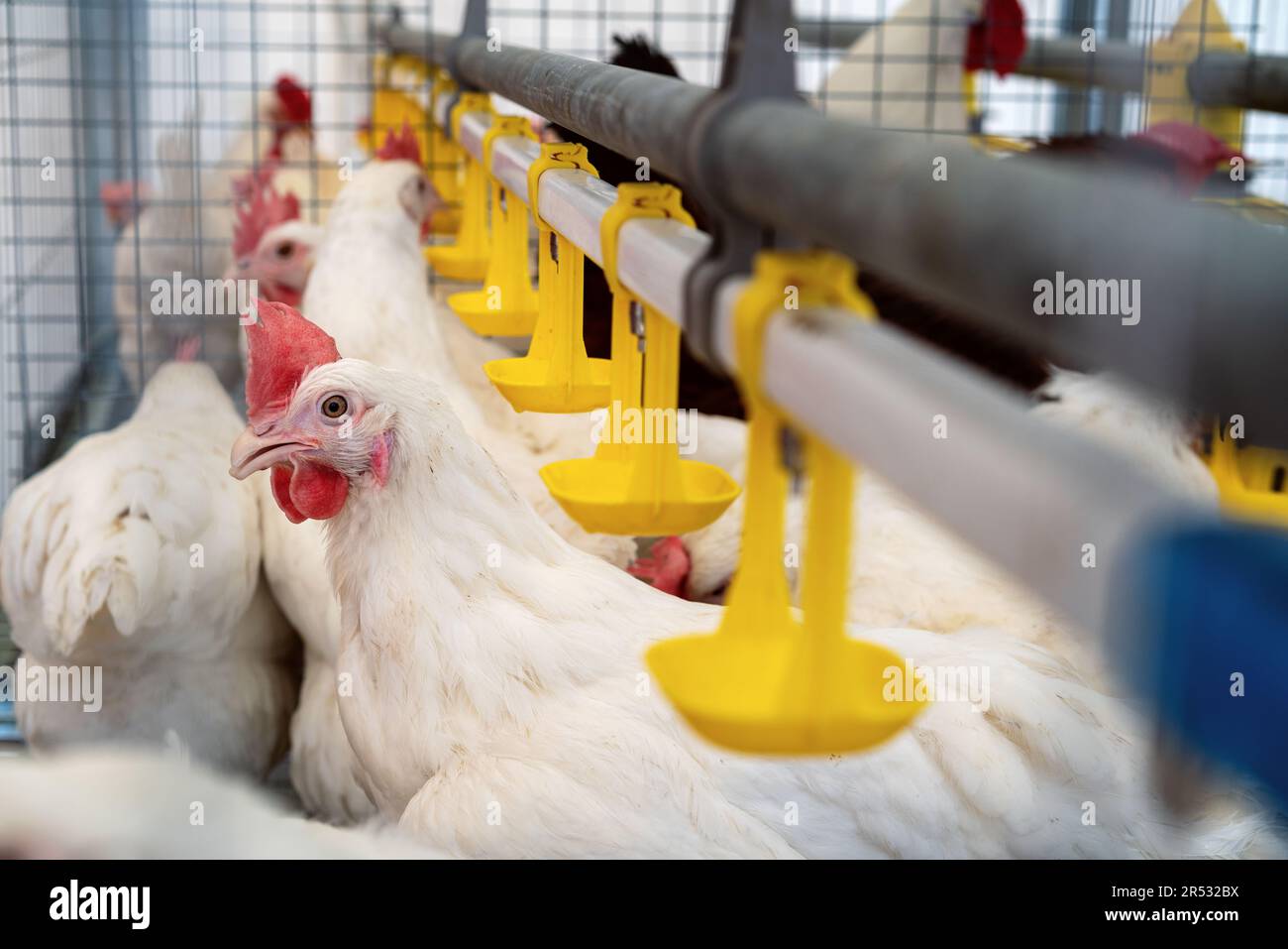 Gallina bianca e sistemi automatici di acqua potabile in un allevamento di pollame. Foto Stock Gallina bianca e sistemi automatici di acqua potabile in un allevamento di pollame. Foto Stock