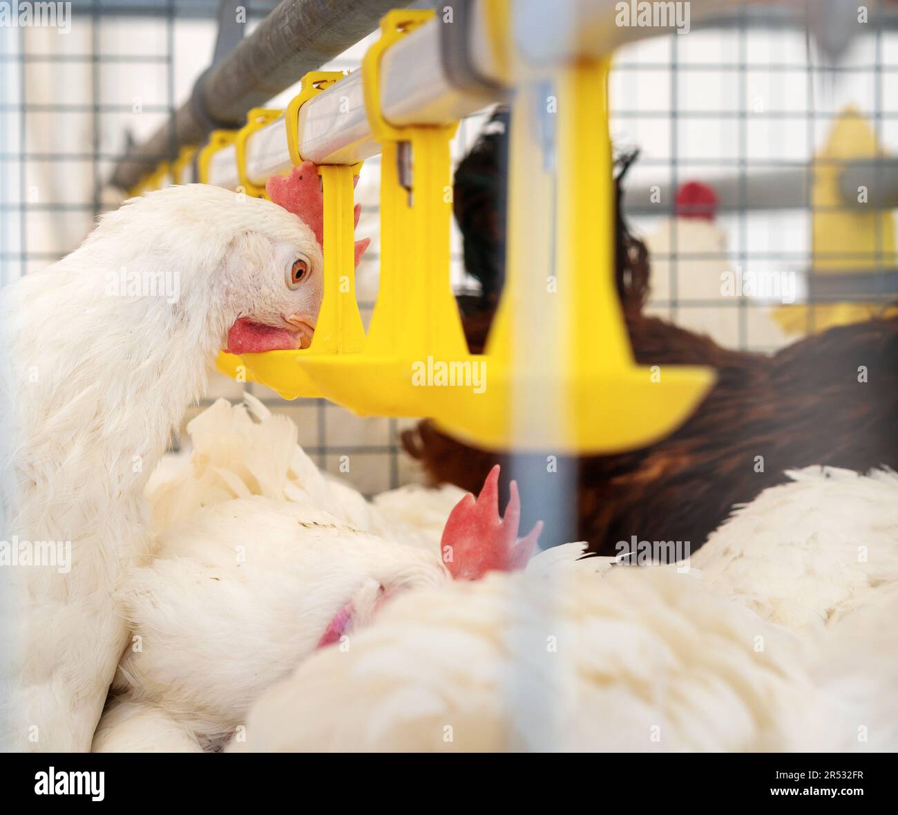 Acqua potabile di pollo da sistemi di abbeveraggio automatici in un allevamento di pollame. Foto Stock Acqua potabile di pollo da sistemi di abbeveraggio automatici in un allevamento di pollame. Foto Stock