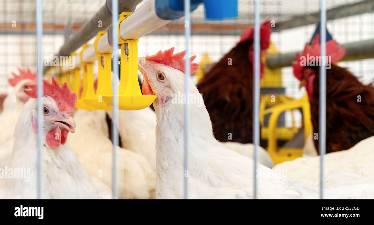 Acqua potabile bianca di pollo proveniente da impianti automatici di abbeveraggio in un allevamento di pollame. Foto Stock Acqua potabile bianca di pollo proveniente da impianti automatici di abbeveraggio in un allevamento di pollame. Foto Stock