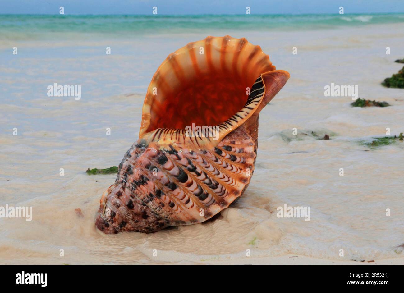 Tromba di Triton (Charonia tritonis), Zanzibar, Tanzania Foto Stock