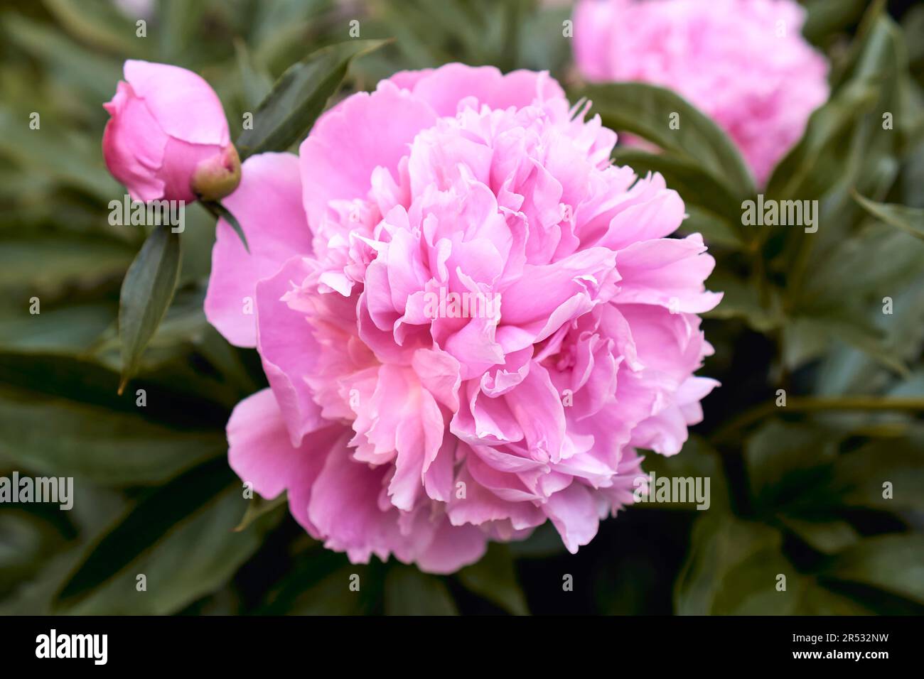 Primo piano di un grande fiore di peonia rosa che fiorisce in primavera e gemme Foto Stock