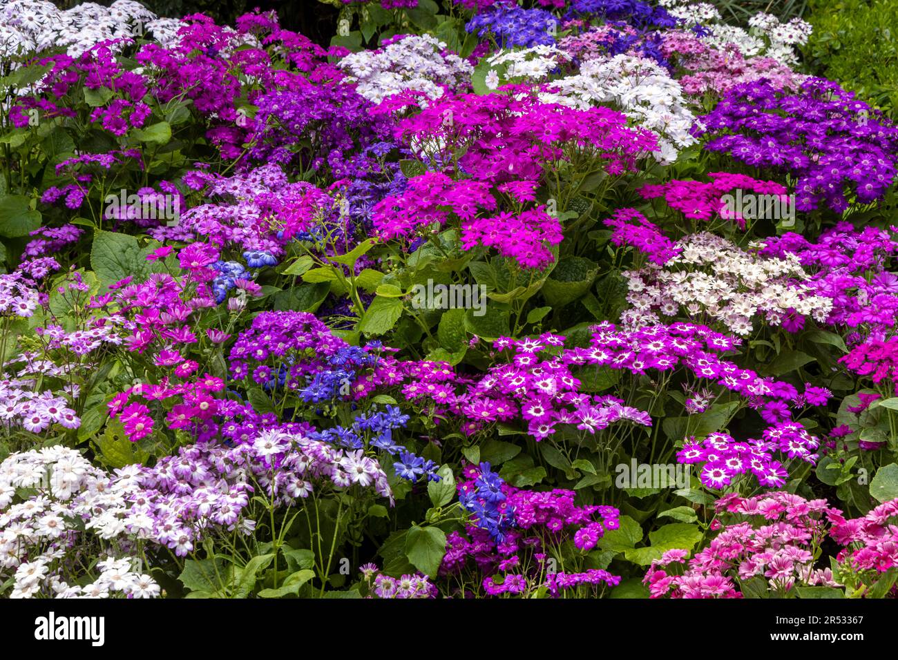 Varie piante di cineraria colorate Foto Stock