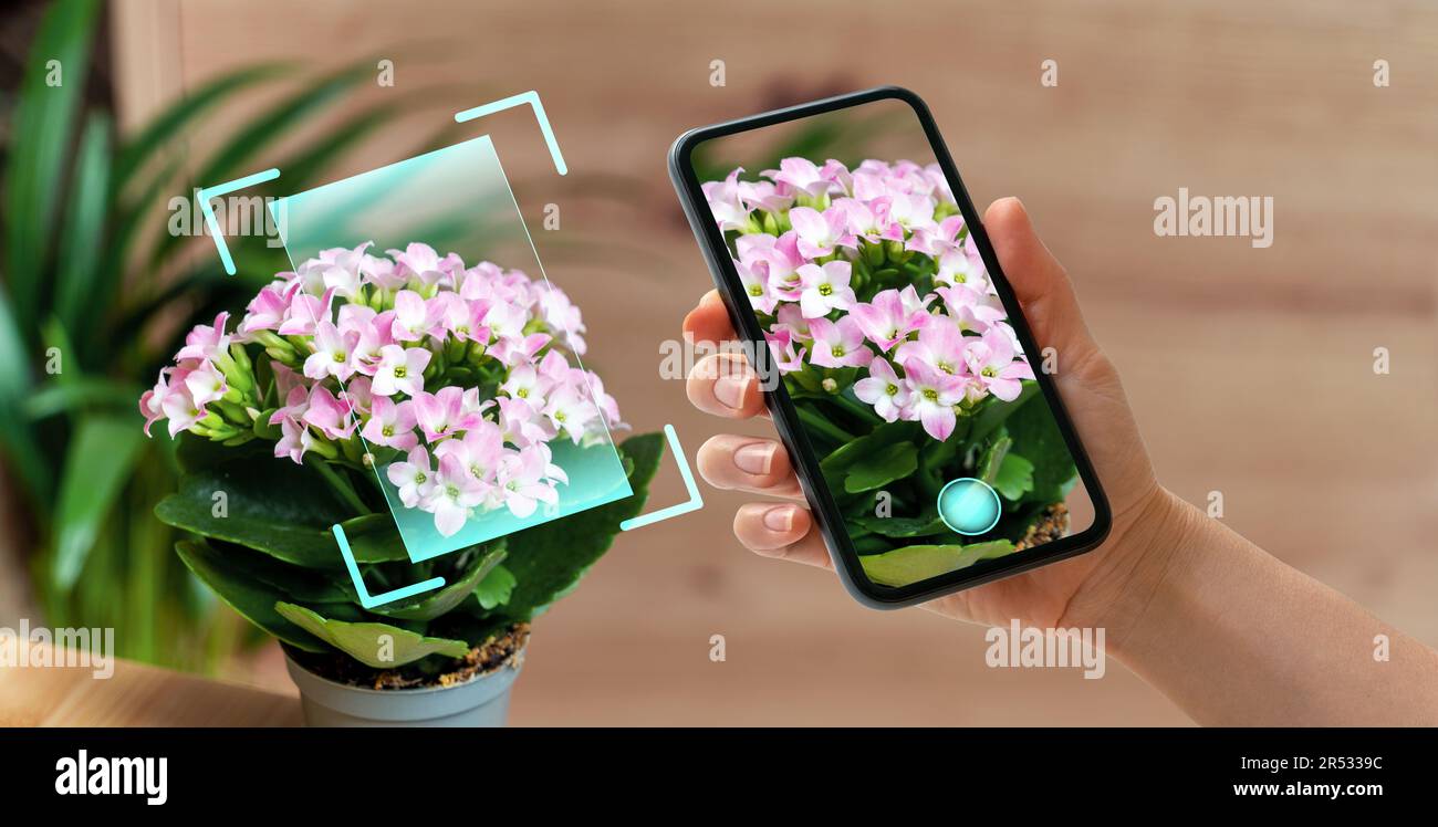 Telefono in mano scansione dei fiori kalanchoe in vaso utilizzando l'app mobile per l'identificazione e la diagnostica delle piante. Foto Stock