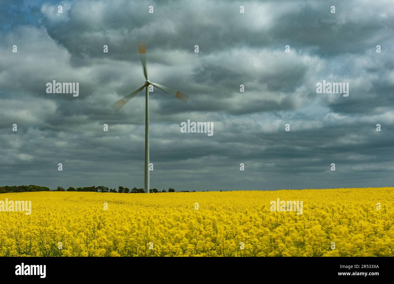 mulino a vento su un campo di colza fiorente, elica in movimento Foto Stock