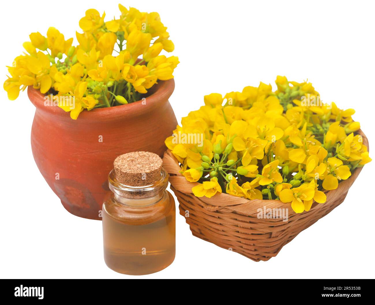Primo piano di fiori di senape con olio in bottiglia Foto Stock