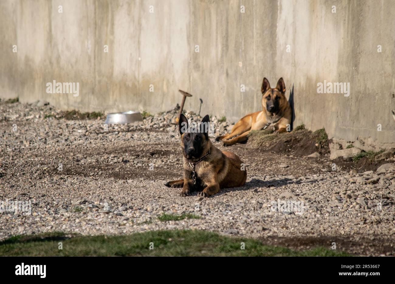 Cani da pastore tedeschi che riposano a terra Foto Stock