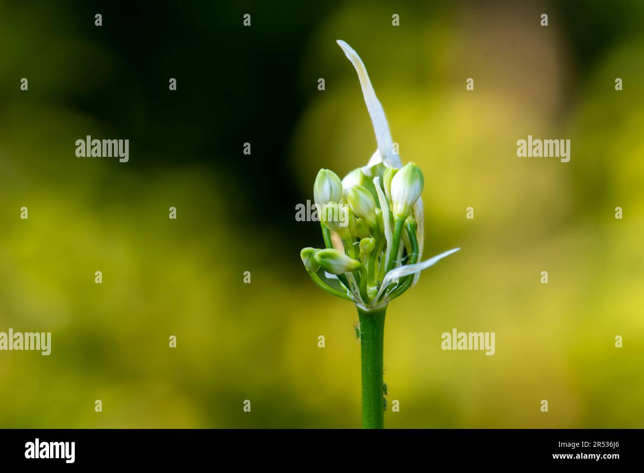 Un whiff di Aroma delizioso dell'aglio selvatico Foto Stock