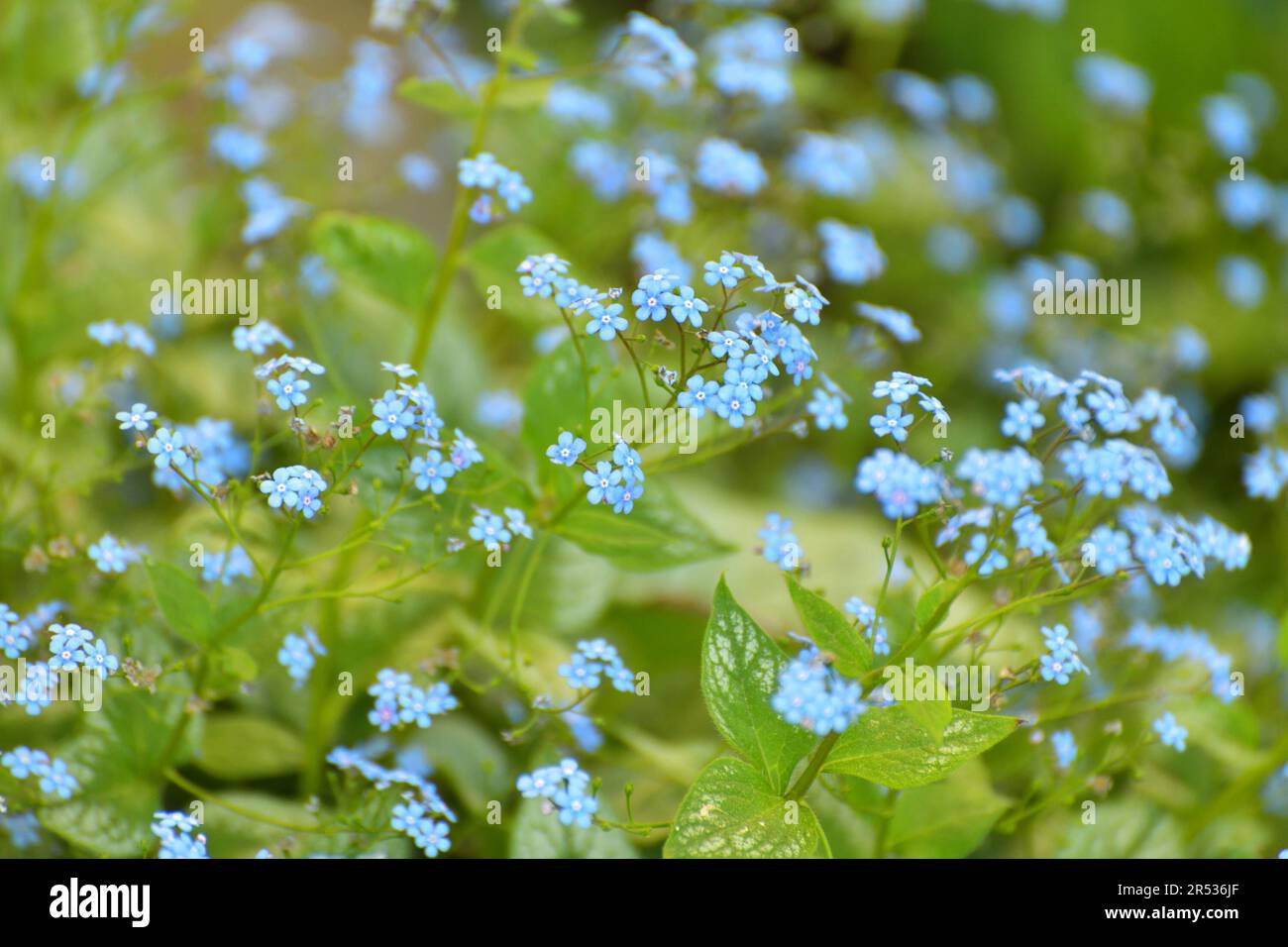 Brunnera macrophylla - fiore perenne per aiuole Foto Stock