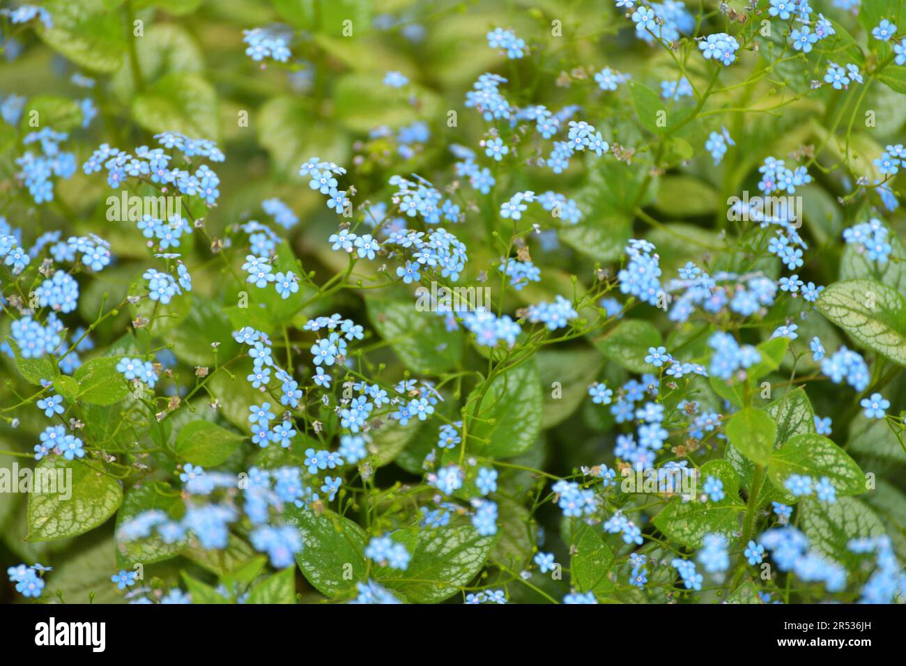 Brunnera macrophylla - fiore perenne per aiuole Foto Stock