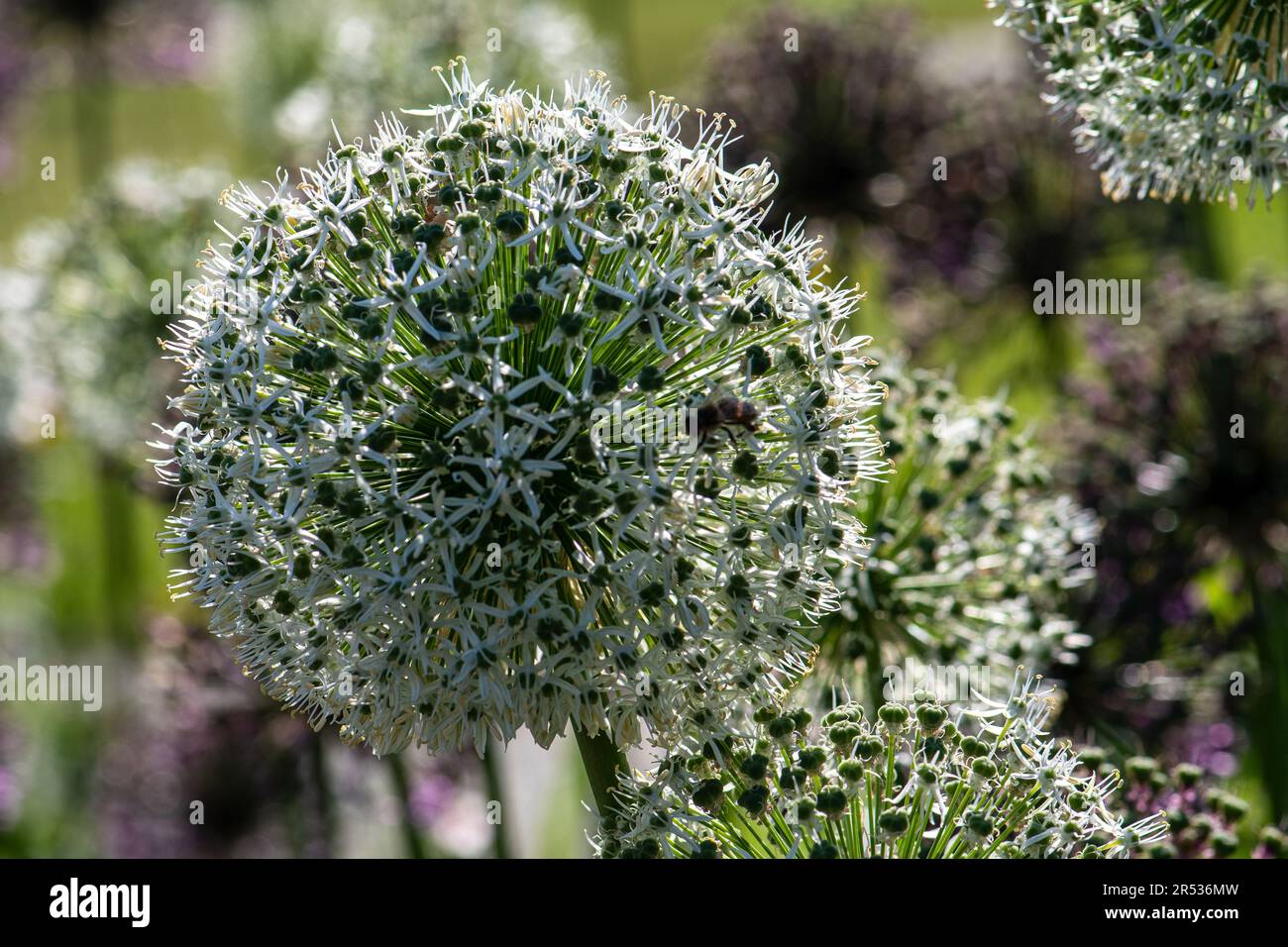 Impressionante Allium gigante Blossom nell'incantevole Bokeh Foto Stock