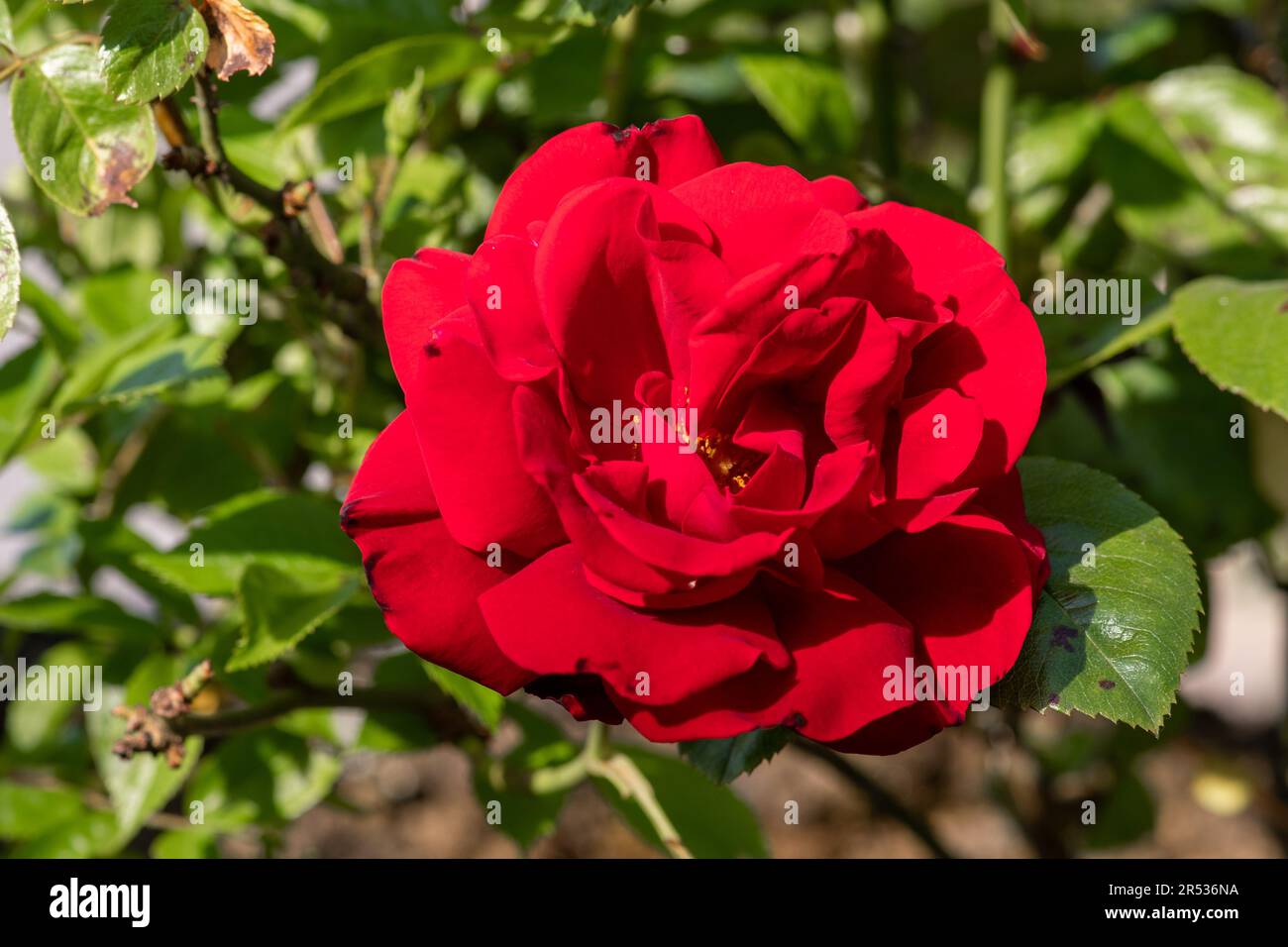 rosa rossa Foto Stock