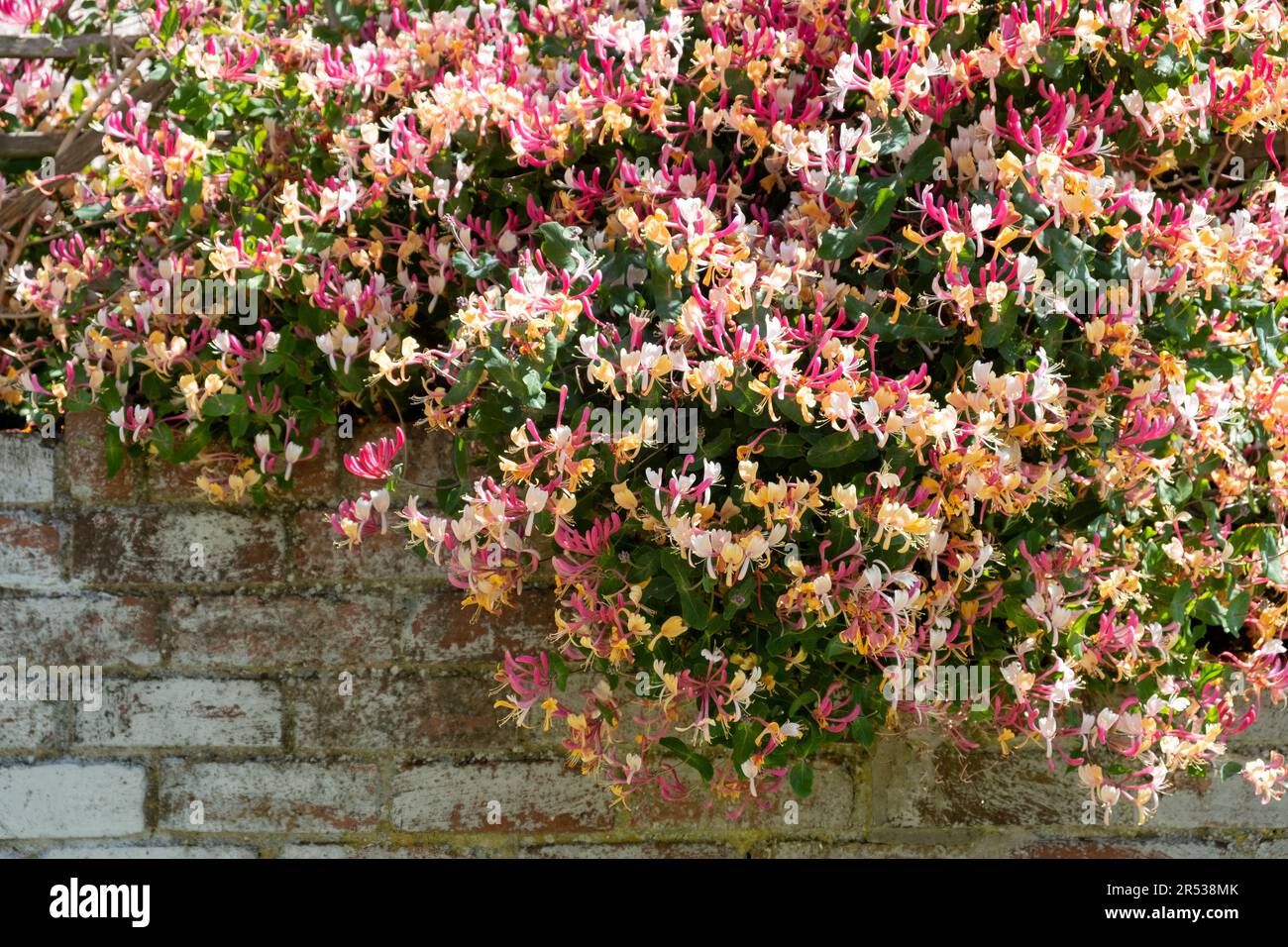 Un grande impressionante Honeysuckle comune, Lonicera periclymenum, una popolare pianta di arrampicata giardino in piena fioritura e coperto di teste di fiori Foto Stock