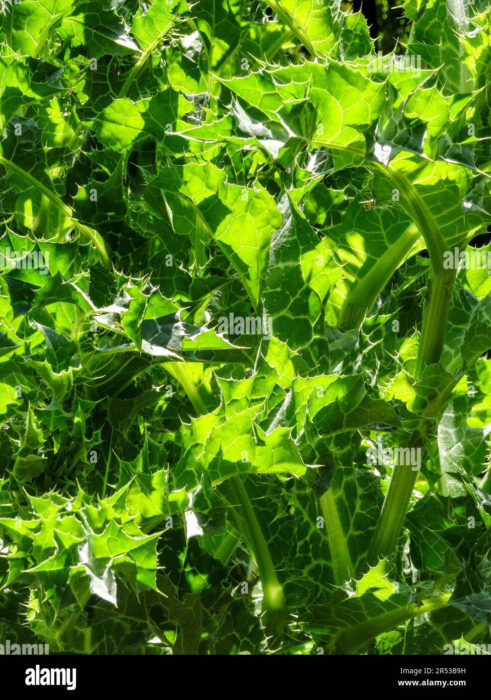 Ritratto naturale ravvicinato di piante retroilluminate di Silybum Marianum (chardon marie), cardo di latte, che mostra motivi e texture naturali Foto Stock