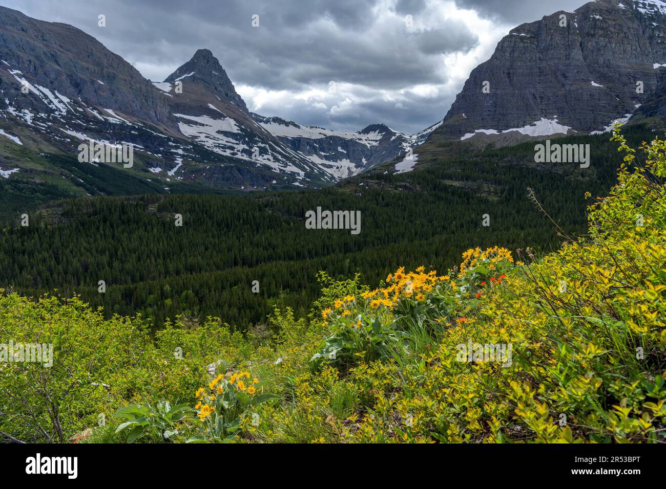 Cliff Flowers - Un raggio di luce del sole che splende su un mazzo di fiori selvatici che fioriscono su una scogliera sopra Swiftcurrent Valley, Glacier National Park, Montana, Stati Uniti. Foto Stock