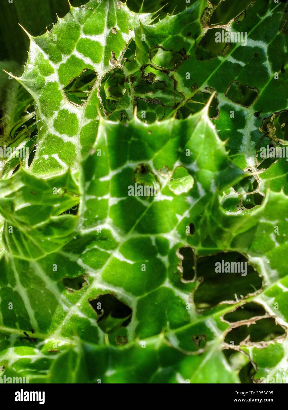 Spikey Silybum Marianum (chardon marie). Primo piano naturale paesaggio fiorito piante ritratto in luce solare primavera Foto Stock