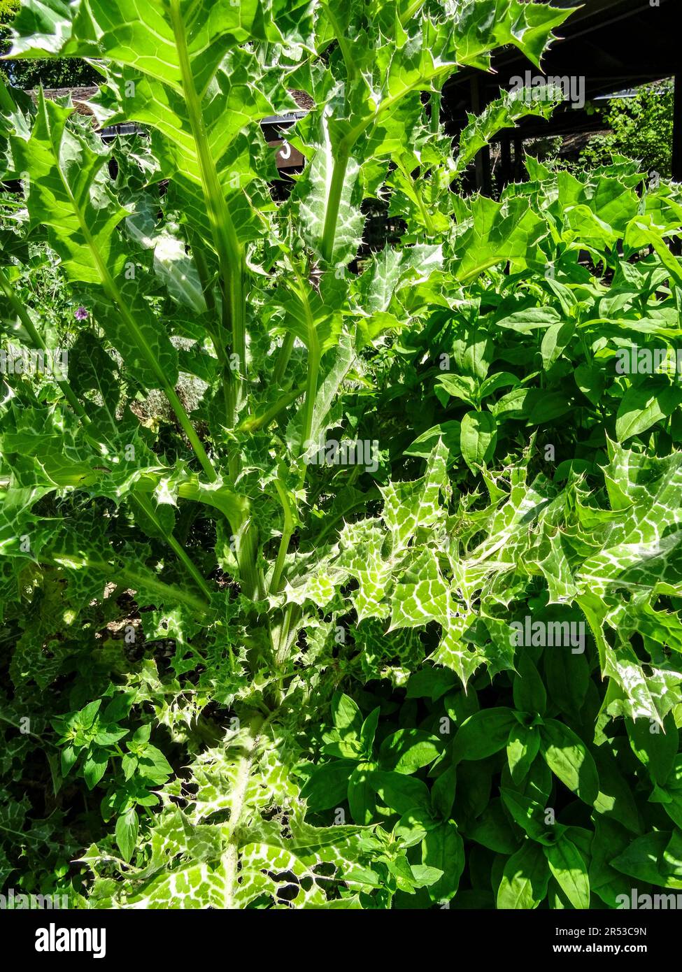 Spikey Silybum Marianum (chardon marie). Primo piano naturale paesaggio fiorito piante ritratto in luce solare primavera Foto Stock